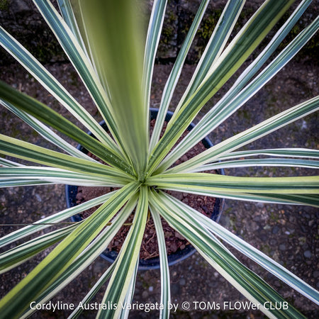 Cordyline Australis Variegata, with green-yellow whit variegata leaves, organically grown tropical plants for sale at TOMs FLOWer CLUB.