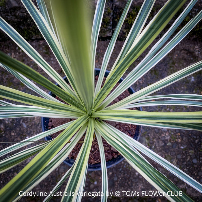 Cordyline Australis Variegata, with green-yellow whit variegata leaves, organically grown tropical plants for sale at TOMs FLOWer CLUB.