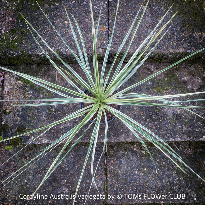 Cordyline Australis Variegata, with green-yellow whit variegata leaves, organically grown tropical plants for sale at TOMs FLOWer CLUB.