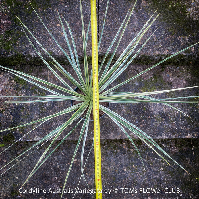 Cordyline Australis Variegata, with green-yellow whit variegata leaves, organically grown tropical plants for sale at TOMs FLOWer CLUB.