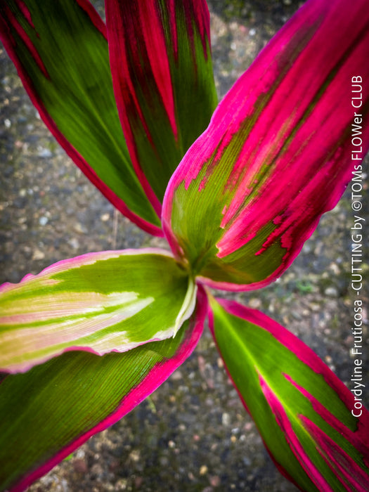 Cordyline Fruticosa Hybride forms, cuttings for sale, cuttings to root, propagation of plants, organically grown tropical plants for sale at TOMs FLOWer CLUB.