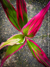 Cordyline Fruticosa Hybride forms, cuttings for sale, cuttings to root, propagation of plants, organically grown tropical plants for sale at TOMs FLOWer CLUB.