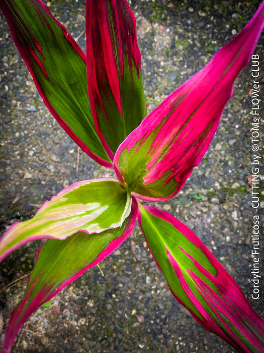 Cordyline Fruticosa Hybride forms, cuttings for sale, cuttings to root, propagation of plants, organically grown tropical plants for sale at TOMs FLOWer CLUB.
