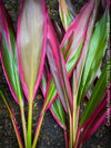 Cordyline Fruticosa Hybride forms, cuttings for sale, cuttings to root, propagation of plants, organically grown tropical plants for sale at TOMs FLOWer CLUB.
