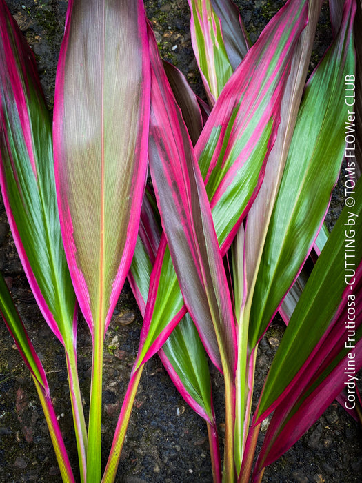 Cordyline Fruticosa Hybride forms, cuttings for sale, cuttings to root, propagation of plants, organically grown tropical plants for sale at TOMs FLOWer CLUB.