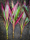 Cordyline Fruticosa Hybride forms, cuttings for sale, cuttings to root, propagation of plants, organically grown tropical plants for sale at TOMs FLOWer CLUB.