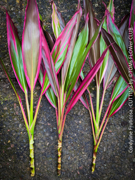 Cordyline Fruticosa Hybride forms, cuttings for sale, cuttings to root, propagation of plants, organically grown tropical plants for sale at TOMs FLOWer CLUB.