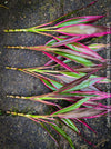 Cordyline Fruticosa Hybride forms, cuttings for sale, cuttings to root, propagation of plants, organically grown tropical plants for sale at TOMs FLOWer CLUB.