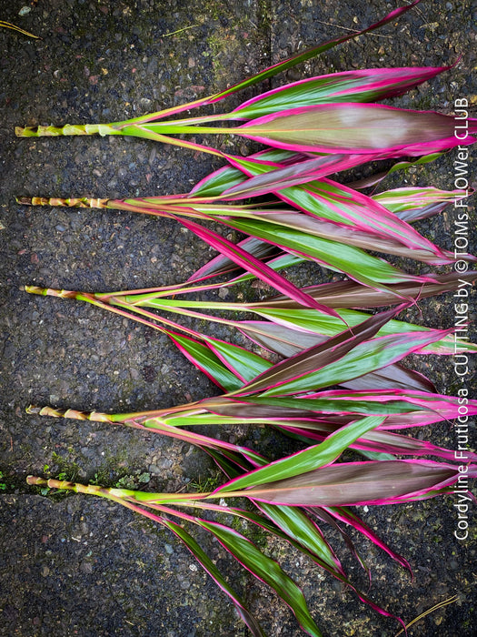 Cordyline Fruticosa Hybride forms, cuttings for sale, cuttings to root, propagation of plants, organically grown tropical plants for sale at TOMs FLOWer CLUB.
