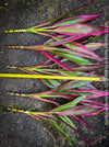 Cordyline Fruticosa Hybride forms, cuttings for sale, cuttings to root, propagation of plants, organically grown tropical plants for sale at TOMs FLOWer CLUB.