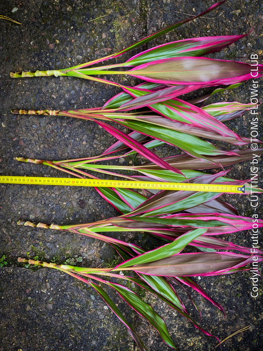 Cordyline Fruticosa Hybride forms, cuttings for sale, cuttings to root, propagation of plants, organically grown tropical plants for sale at TOMs FLOWer CLUB.