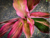 Cordyline Fruticosa Hybride forms, cuttings for sale, cuttings to root, propagation of plants, organically grown tropical plants for sale at TOMs FLOWer CLUB.