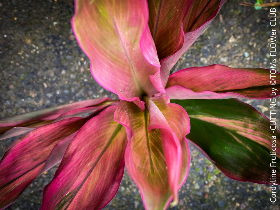 Cordyline Fruticosa Hybride forms, cuttings for sale, cuttings to root, propagation of plants, organically grown tropical plants for sale at TOMs FLOWer CLUB.
