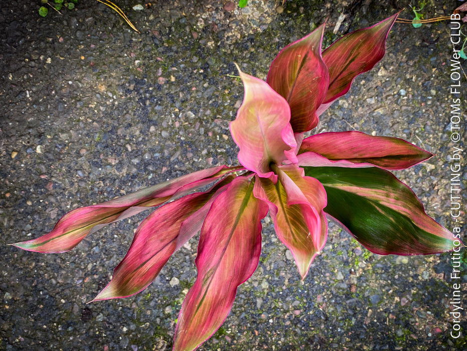Cordyline Fruticosa Hybride forms, cuttings for sale, cuttings to root, propagation of plants, organically grown tropical plants for sale at TOMs FLOWer CLUB.
