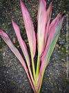 Cordyline Fruticosa Hybride forms, cuttings for sale, cuttings to root, propagation of plants, organically grown tropical plants for sale at TOMs FLOWer CLUB.