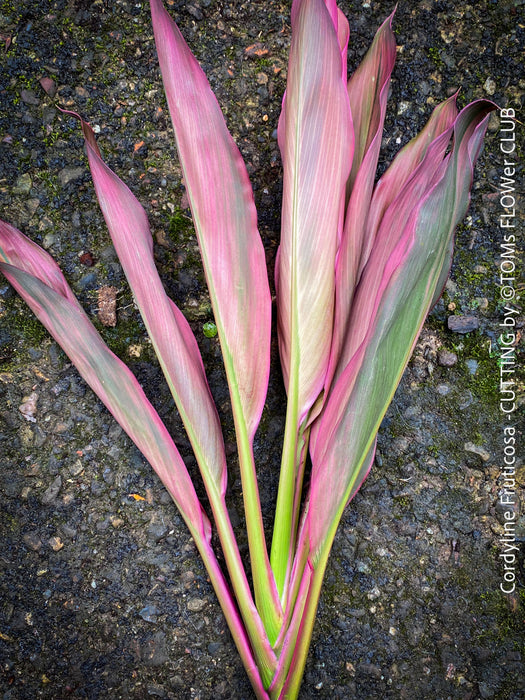 Cordyline Fruticosa Hybride forms, cuttings for sale, cuttings to root, propagation of plants, organically grown tropical plants for sale at TOMs FLOWer CLUB.