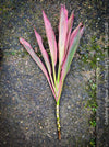 Cordyline Fruticosa Hybride forms, cuttings for sale, cuttings to root, propagation of plants, organically grown tropical plants for sale at TOMs FLOWer CLUB.