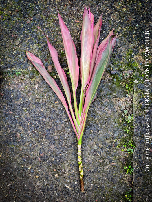 Cordyline Fruticosa Hybride forms, cuttings for sale, cuttings to root, propagation of plants, organically grown tropical plants for sale at TOMs FLOWer CLUB.