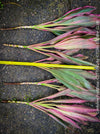 Cordyline Fruticosa Hybride forms, cuttings for sale, cuttings to root, propagation of plants, organically grown tropical plants for sale at TOMs FLOWer CLUB.