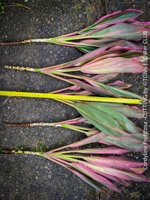 Cordyline Fruticosa Hybride forms, cuttings for sale, cuttings to root, propagation of plants, organically grown tropical plants for sale at TOMs FLOWer CLUB.