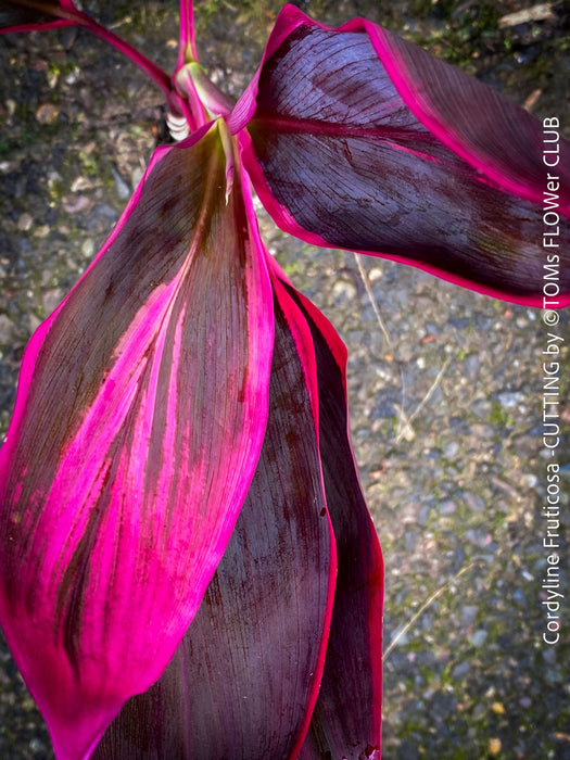 Cordyline Fruticosa Hybride forms, cuttings for sale, cuttings to root, propagation of plants, organically grown tropical plants for sale at TOMs FLOWer CLUB.