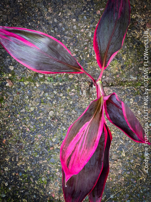 Cordyline Fruticosa Hybride forms, cuttings for sale, cuttings to root, propagation of plants, organically grown tropical plants for sale at TOMs FLOWer CLUB.