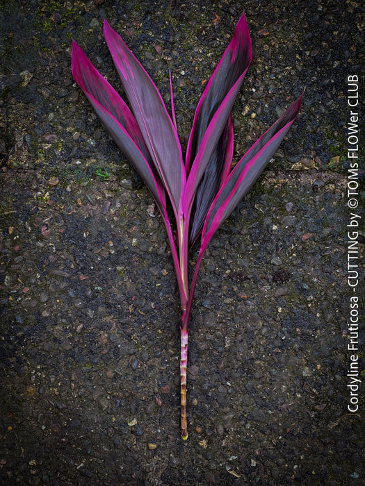 Cordyline Fruticosa Hybride forms, cuttings for sale, cuttings to root, propagation of plants, organically grown tropical plants for sale at TOMs FLOWer CLUB.