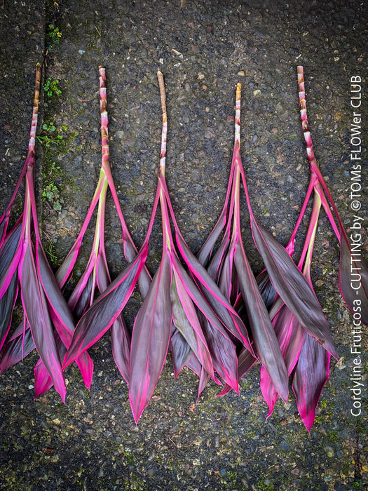 Cordyline Fruticosa Hybride forms, cuttings for sale, cuttings to root, propagation of plants, organically grown tropical plants for sale at TOMs FLOWer CLUB.