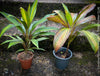 Cordyline Fruticosa Kiwi, organically grown tropical plants for sale at TOMs FLOWer CLUB.