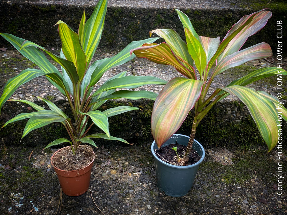 Cordyline Fruticosa Kiwi, organically grown tropical plants for sale at TOMs FLOWer CLUB.