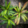 Cordyline Fruticosa Kiwi, organically grown tropical plants for sale at TOMs FLOWer CLUB.