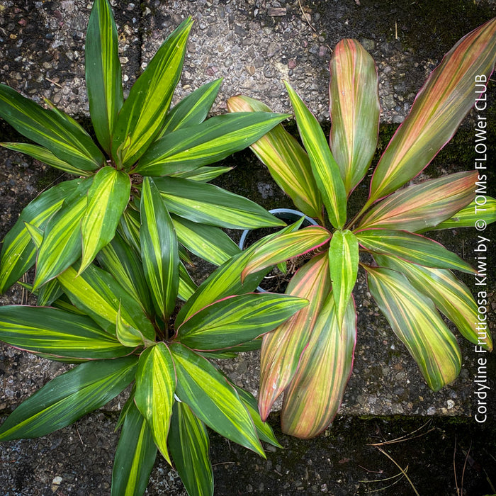 Cordyline Fruticosa Kiwi, organically grown tropical plants for sale at TOMs FLOWer CLUB.