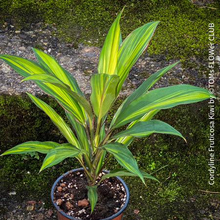 Cordyline Fruticosa Kiwi, organically grown tropical plants for sale at TOMs FLOWer CLUB. 