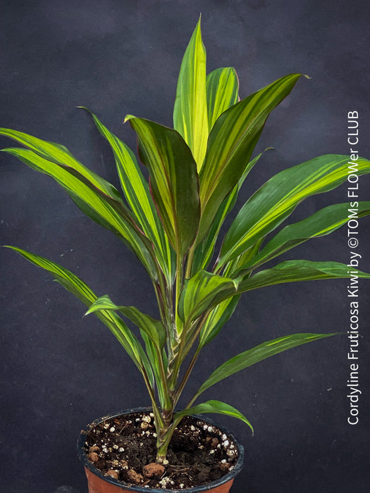 Cordyline Fruticosa Kiwi, organically grown tropical plants for sale at TOMs FLOWer CLUB.