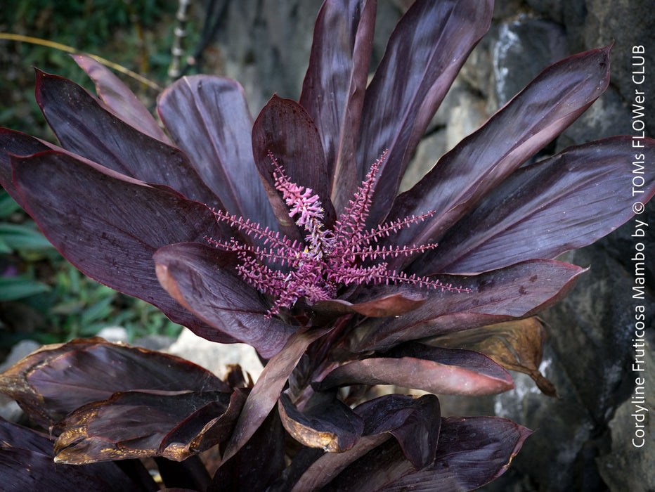 Pink flowers of Cordyline Fruticosa Mambo, organically grown tropical plants for sale at TOMs FLOWer CLUB.