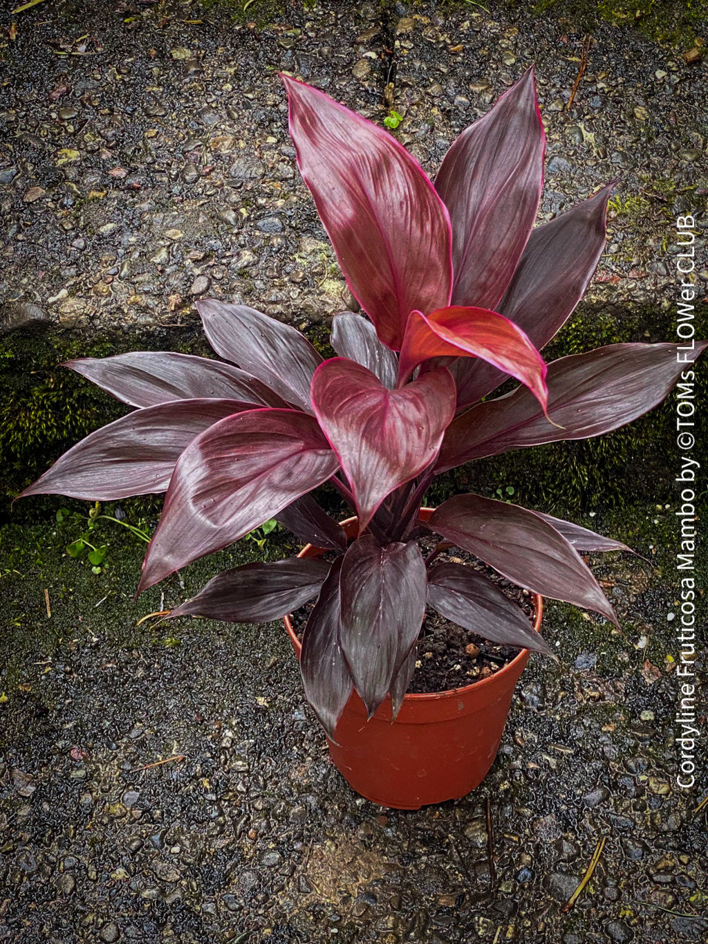 Cordyline fruticosa 'Mambo' en Drypot Rattan main image 1