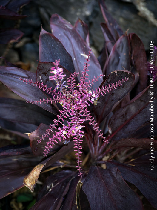 Flowering Cordyline Fruticosa Mambo, organically grown tropical plants for sale at TOMs FLOWer CLUB.