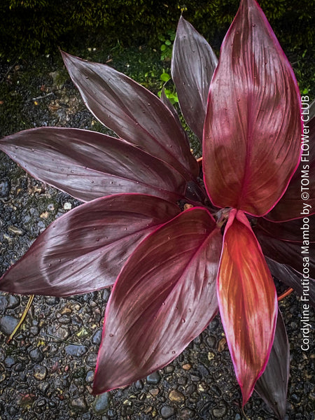 Cordyline Fruticosa Mambo, organically grown tropical plants for sale at TOMs FLOWer CLUB.