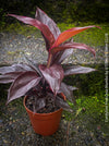 Cordyline Fruticosa Mambo, organically grown tropical plants for sale at TOMs FLOWer CLUB.