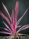 Cordyline Australis ‘Paso Doble Pink’, club lily, magenta leaves, organically grown tropical plants for sale at TOMs FLOWer CLUB.