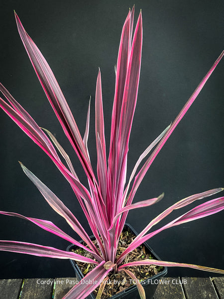 Cordyline Australis ‘Paso Doble Pink’, club lily, magenta leaves, organically grown tropical plants for sale at TOMs FLOWer CLUB.