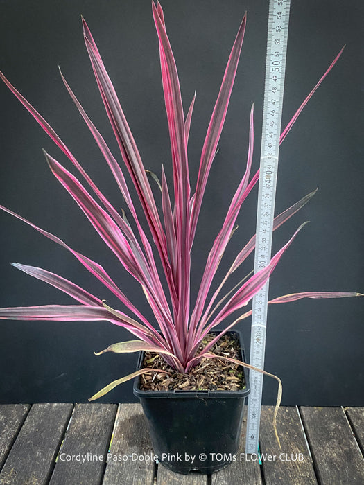 Cordyline Australis ‘Paso Doble Pink’, club lily, magenta leaves, organically grown tropical plants for sale at TOMs FLOWer CLUB.