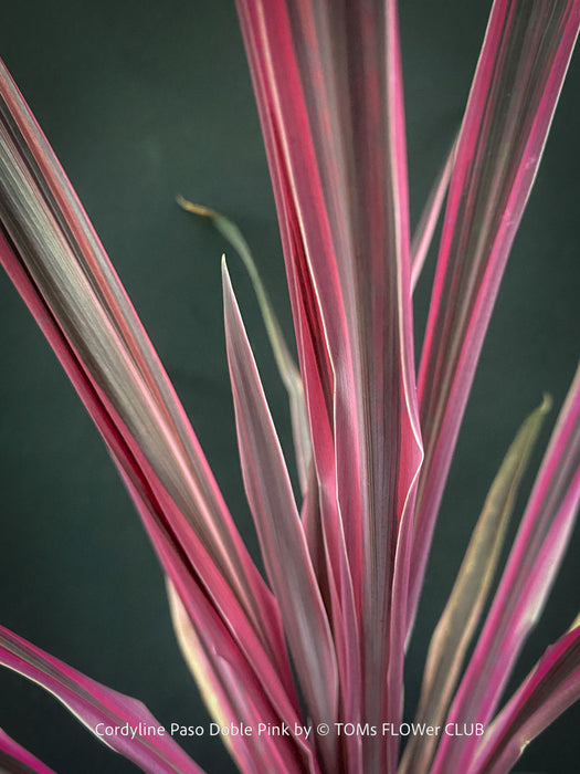 Cordyline Australis ‘Paso Doble Pink’, club lily, magenta leaves, organically grown tropical plants for sale at TOMs FLOWer CLUB.