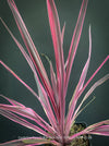 Cordyline Australis ‘Paso Doble Pink’, club lily, magenta leaves, organically grown tropical plants for sale at TOMs FLOWer CLUB.