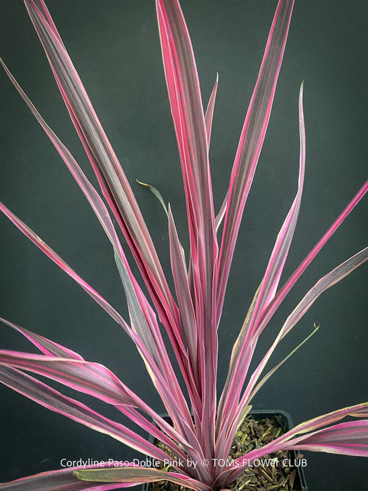 Cordyline Australis ‘Paso Doble Pink’, club lily, magenta leaves, organically grown tropical plants for sale at TOMs FLOWer CLUB.