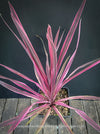 Cordyline Australis ‘Paso Doble Pink’, club lily, magenta leaves, organically grown tropical plants for sale at TOMs FLOWer CLUB.