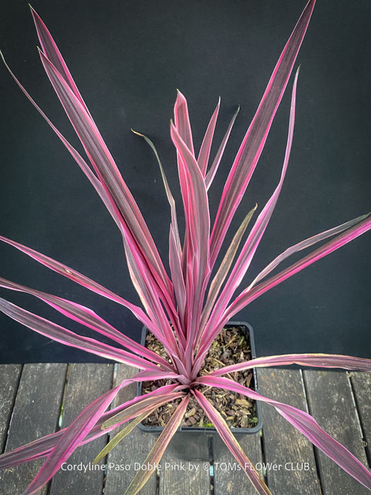 Cordyline Australis ‘Paso Doble Pink’, club lily, magenta leaves, organically grown tropical plants for sale at TOMs FLOWer CLUB.