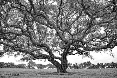 cork oak, Korkeiche, TOMas Rodak, Swiss photographer, Baumfoto, tree photo, Portugal, tree art, Buamkunst, Korken