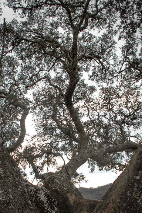 cork oak, Korkeiche, TOMas Rodak, Swiss photographer, Baumfoto, tree photo, Portugal, tree art, Buamkunst, Korken