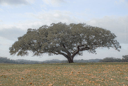 cork oak, Korkeiche, TOMas Rodak, Swiss photographer, Baumfoto, tree photo, Portugal, tree art, Buamkunst, Korken
